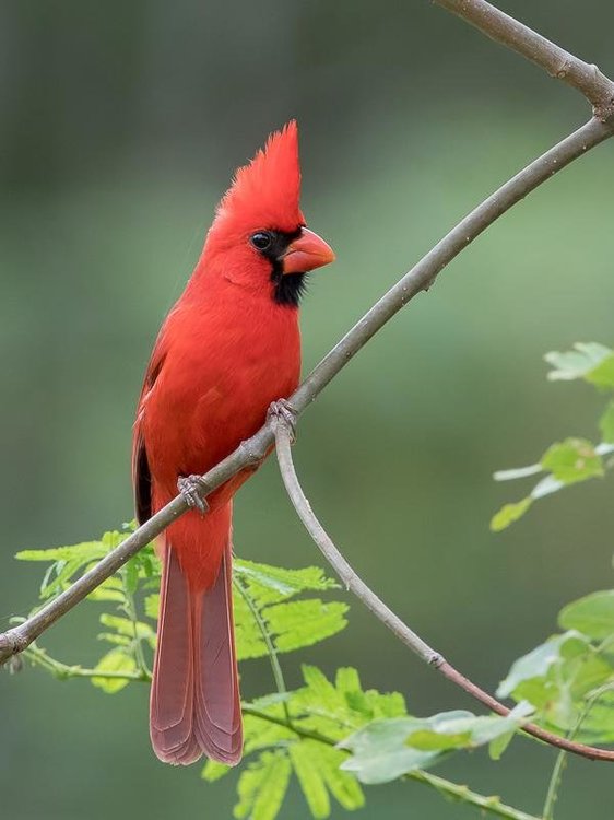 1136830400_northerncardinal.thumb.jpg.748cc6078500d629d9df837c34896a2b.jpg