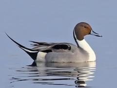 1666674365_NorthernPintail.jpg.4042aeb7d4009335423eefcfe7b9e6aa.jpg