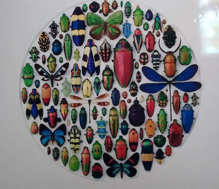 1920529747_bugmuseum.thumb.jpg.e70f5f8cf36eb2b1fd1e449ef5207851.jpg