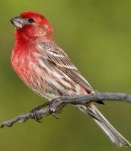 68821243_maleHousefinchcard.jpg.89ebb2b6156bd9dd415a2f1284977039.jpg