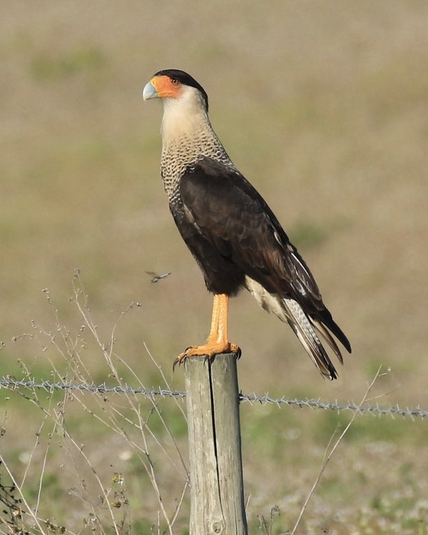 89173659_CrestedCaracara.thumb.jpg.e4332221e082438e0af699517a7c743d.jpg