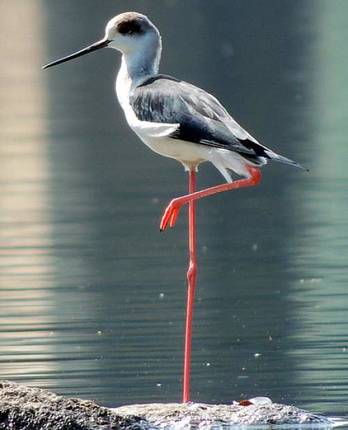 98958940_Black-wingedStilt.jpg.7e6cf25eb2f2070a261e0dd6a11f02ed.jpg