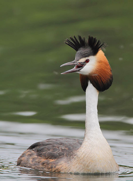 Great_Crested_Grebe.thumb.jpg.bccba2a80a514f2b811307f1fcab88f3.jpg