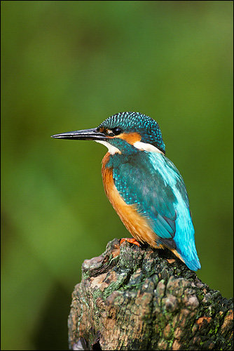 Kingfisher-A.jpg.6bb5ab2f1fad239c8256a2095053084c.jpg