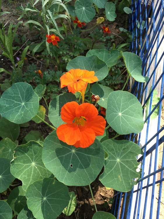 Nasturtiums.JPG