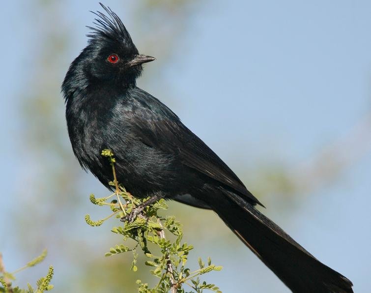 Phainopepla.jpg.985c59b9c13070f552235a049e4fd189.jpg