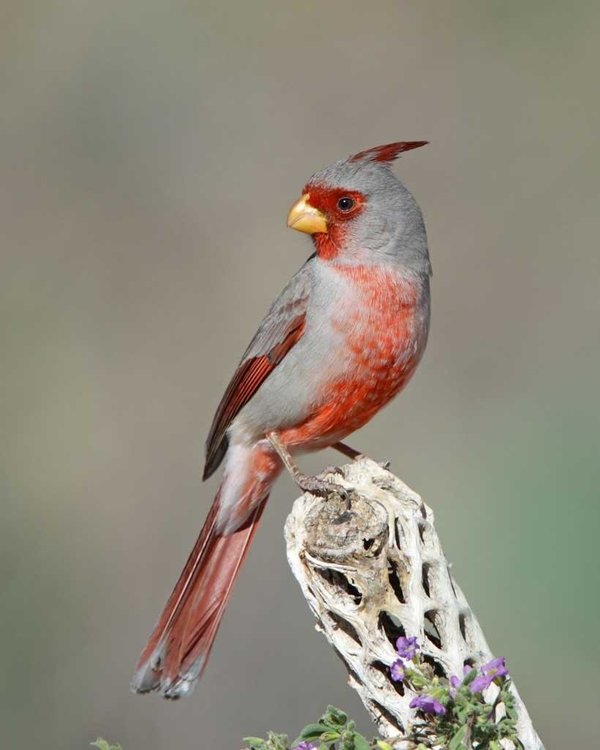 Pyrrhuloxia.thumb.jpg.24e852a92de7d9f46150806235291c30.jpg