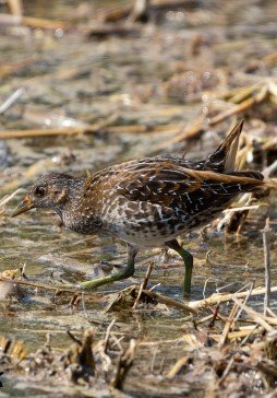 spotted-crake-2-.jpg.90571ffff1408c46ab269dee75d8c43b.jpg