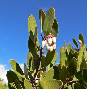 Arctostaphylos_pungens.jpg.428ae94095201a621b1b8a27235c49b5.jpg