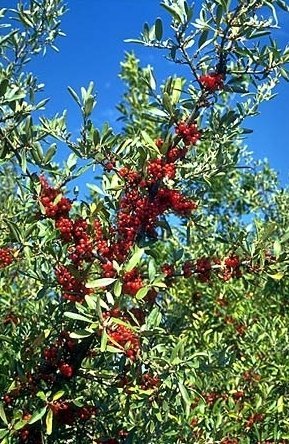 buffaloberry.jpg.829725e24febc82901ed3d2813df422c.jpg