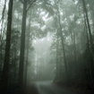 Petrichor