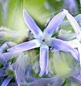 Amsonia