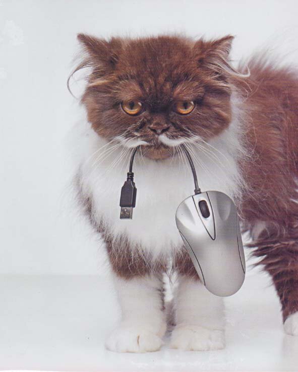 68760805_catandmouse002.jpg.5235393fc1267c29f400efa07c47324b.jpg