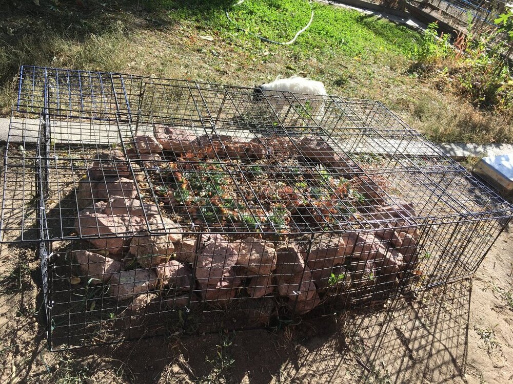 Cage for hens and chicks.JPG