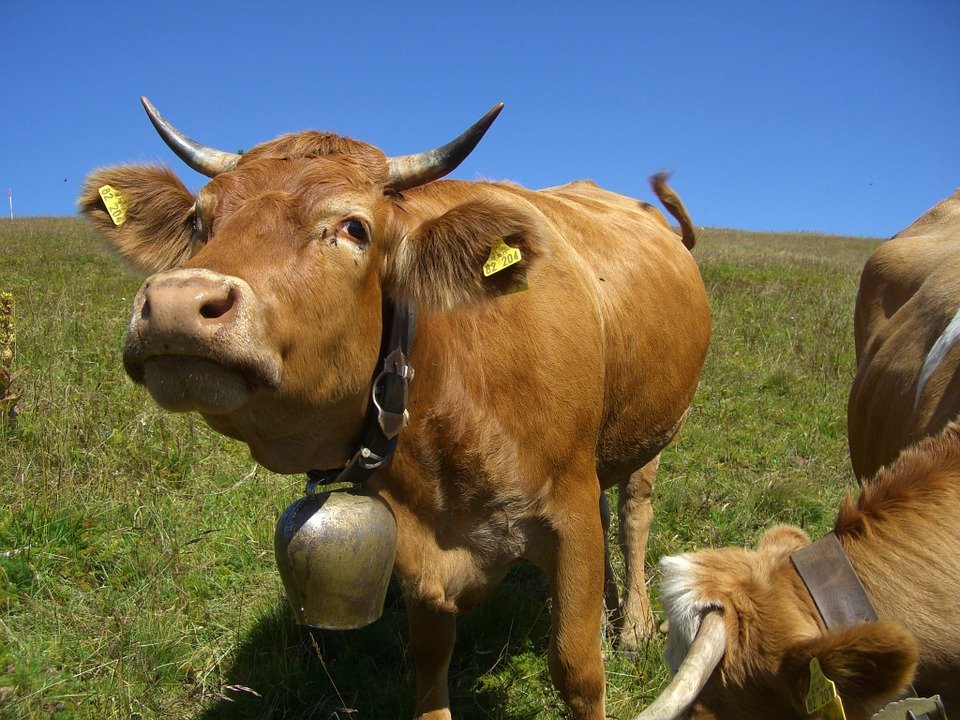 cow-245690_960_720.jpg.3ad665cdb6602f0a8113675a2237dd8f.jpg