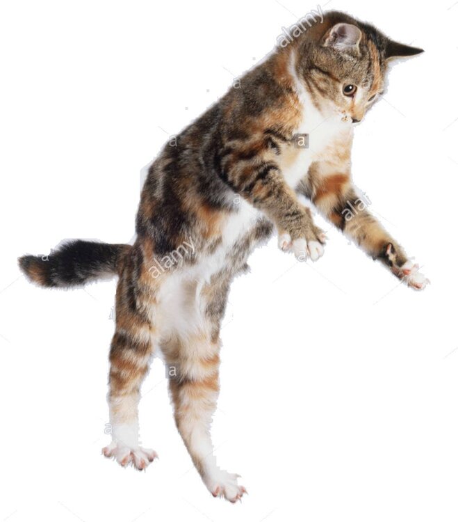 cat-leaping-front-view-PFFG55.thumb.jpg.84e87d634969f63c19007c3958d034e9.jpg