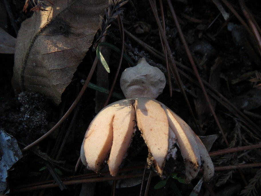 earthstar.jpg.1ec744baf9c7b0c0189fc5407b2ca0a4.jpg