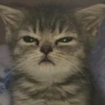 tabby