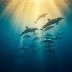 Bluedolphin