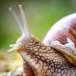 snailrizzy