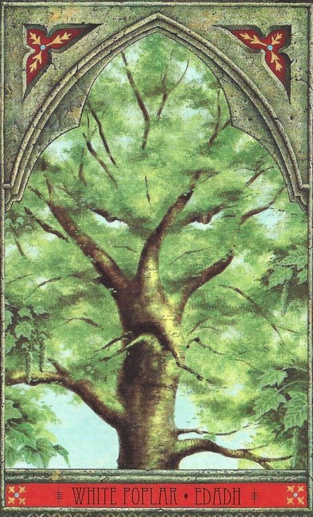 whitepoplar.thumb.jpg.4d541230bde4c366bf3a7cd5a39d980d.jpg